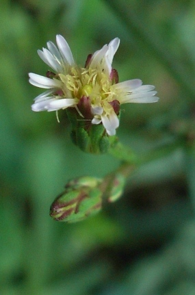 Symphyotrichum squamatum / Astro autunnale